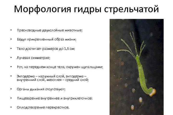 Купить наркоту
