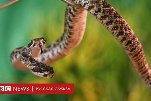 Кракен маркет даркнет только через торг
