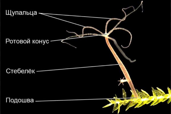 Kraken onion сайта