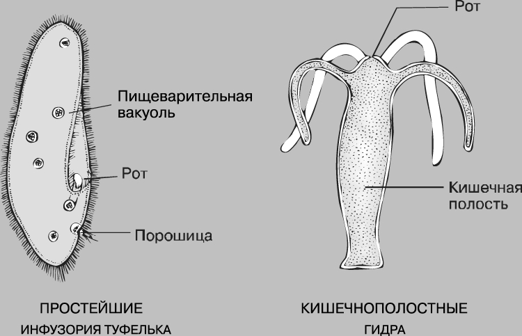 Мега зеркала тор онион мориарти кракен